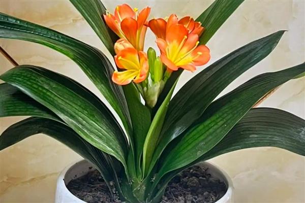 哪些植物可以水养,常见风信子、马蹄莲等品种