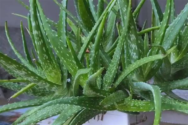 哪些植物可以水养,常见风信子、马蹄莲等品种