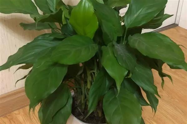 哪些植物可以水养,常见风信子、马蹄莲等品种
