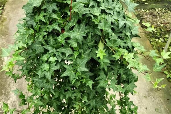 哪些植物可以水养,常见风信子、马蹄莲等品种
