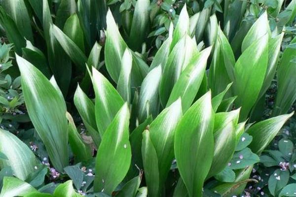 哪些植物可以水养,常见风信子、马蹄莲等品种