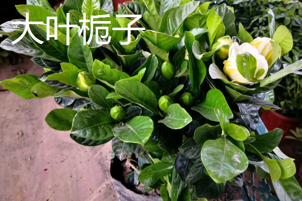 栀子花的品种，有大叶栀子、黄栀子等