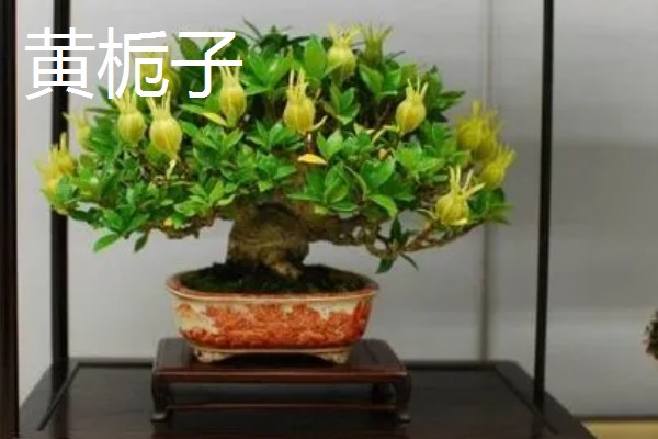 栀子花的品种，有大叶栀子、黄栀子等