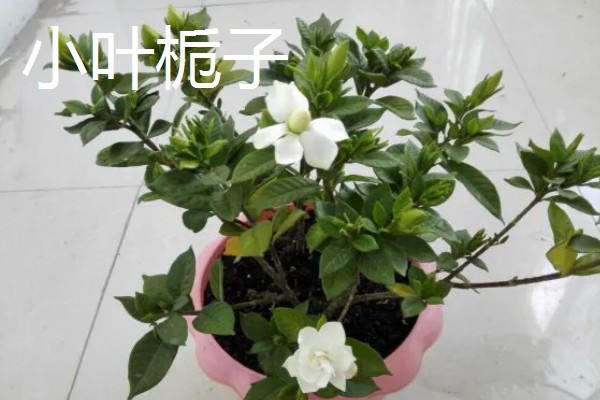 栀子花的品种，有大叶栀子、黄栀子等