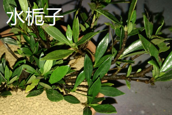 栀子花的品种，有大叶栀子、黄栀子等