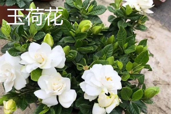 栀子花的品种，有大叶栀子、黄栀子等