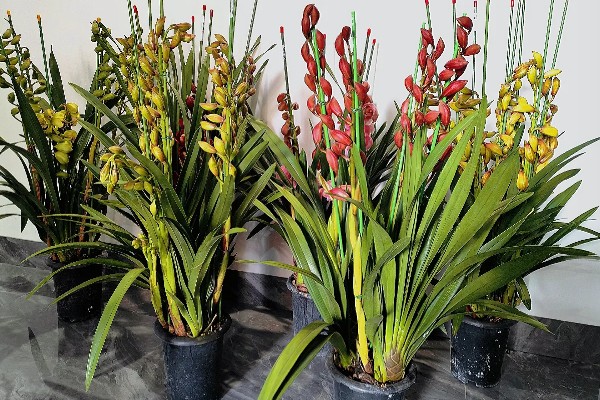 让大花蕙兰开花的方法，放在通风、有散射光的地方养护