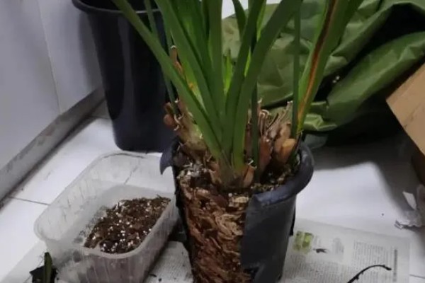 让大花蕙兰开花的方法，放在通风、有散射光的地方养护