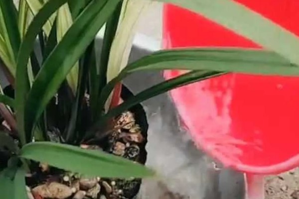 让大花蕙兰开花的方法，放在通风、有散射光的地方养护