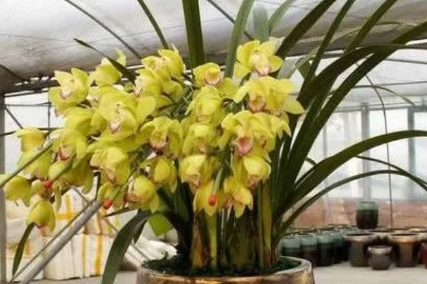 让大花蕙兰开花的方法，放在通风、有散射光的地方养护