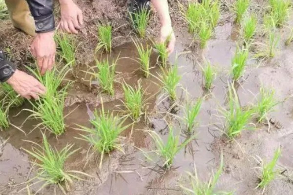 东北水稻的最长生长期,可达到180天左右