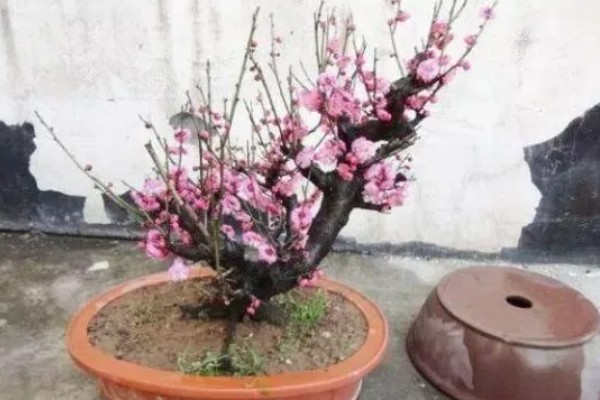 冬天怎么养梅花,不能浇水过多