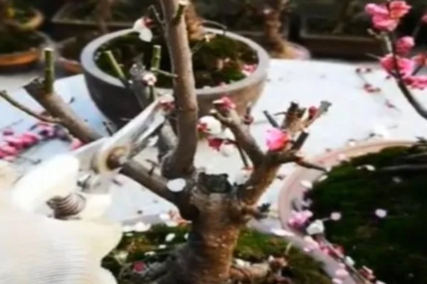 冬天怎么养梅花,不能浇水过多