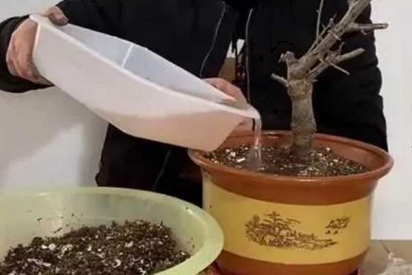冬天怎么养梅花,不能浇水过多