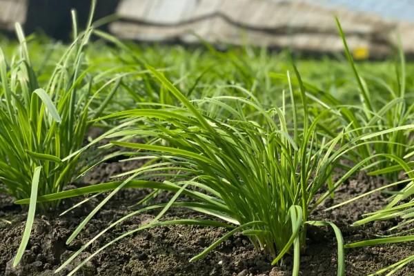 秋季韭菜的种植方法，选择在立秋前后种植