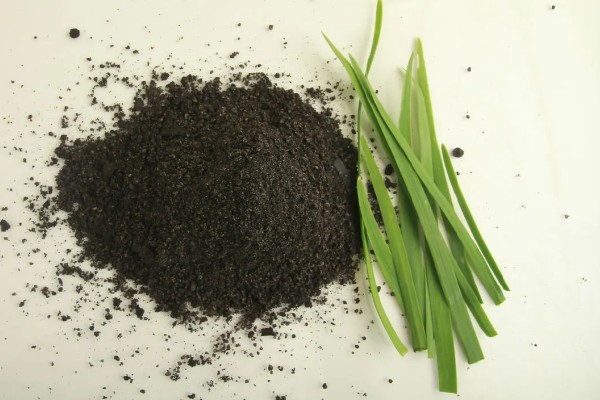 秋季韭菜的种植方法，选择在立秋前后种植