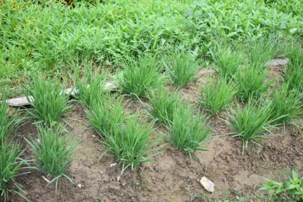 秋季韭菜的种植方法，选择在立秋前后种植