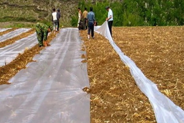 秋季韭菜的种植方法，选择在立秋前后种植