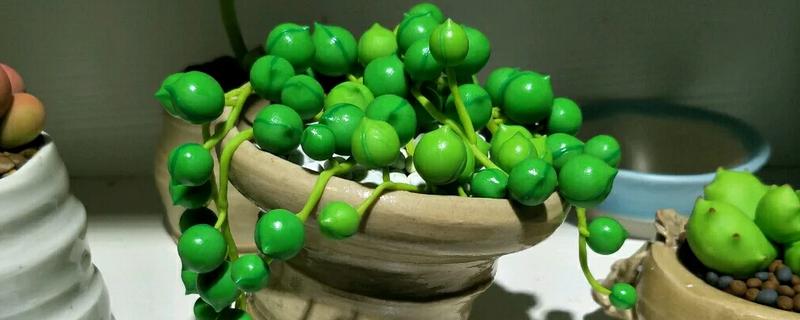 佛珠吊兰怎么繁殖，有播种、分株、扦插这三种方式