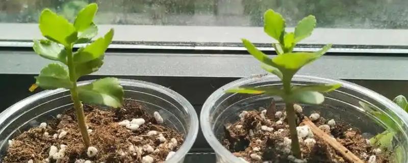 柠檬扦插苗结果所需时间，经过2-3年左右就能挂果