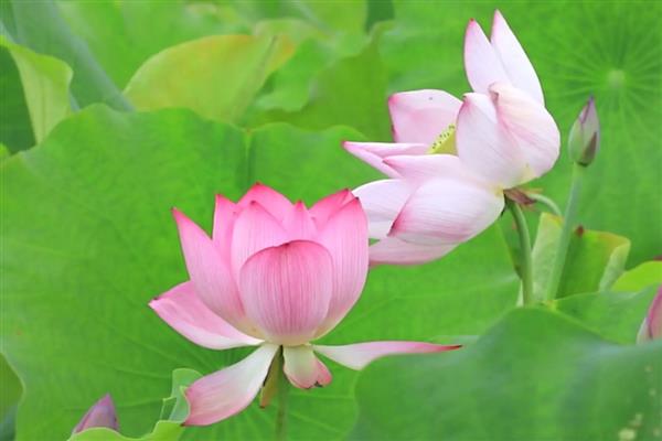 荷花有什么寓意，代表高尚高洁、倾世佳人、幸福美满