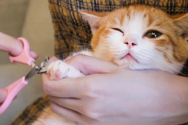 给猫咪剪指甲的方法，要注意不能剪掉血线