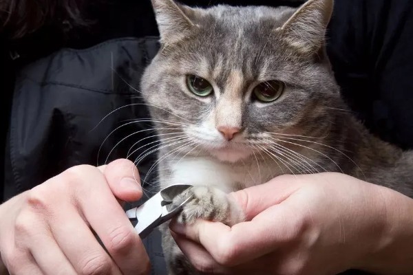 给猫咪剪指甲的方法，要注意不能剪掉血线