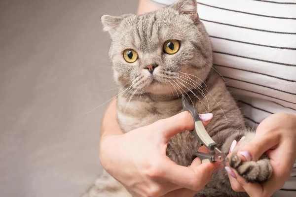 给猫咪剪指甲的方法，要注意不能剪掉血线
