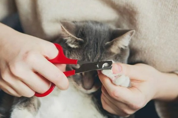 给猫咪剪指甲的方法，要注意不能剪掉血线