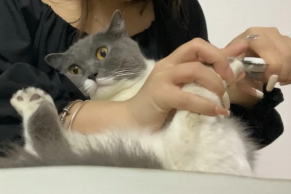 给猫咪剪指甲的方法，要注意不能剪掉血线