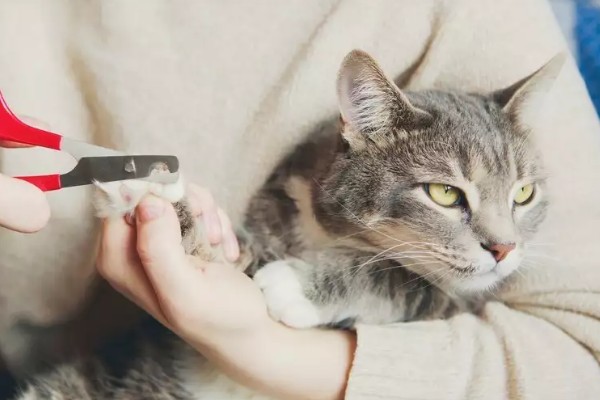 给猫咪剪指甲的方法，要注意不能剪掉血线