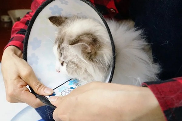 给猫咪剪指甲的方法，要注意不能剪掉血线