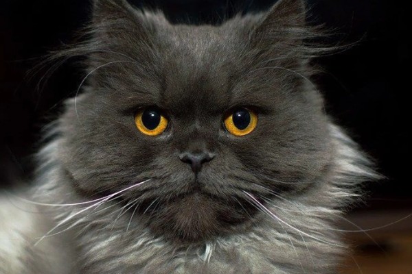 给猫咪剪指甲的方法，要注意不能剪掉血线