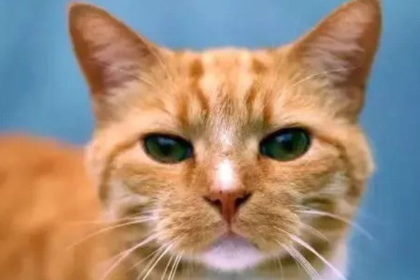 给猫咪剪指甲的方法，要注意不能剪掉血线