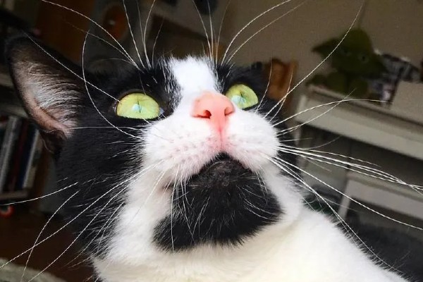 给猫咪剪指甲的方法，要注意不能剪掉血线