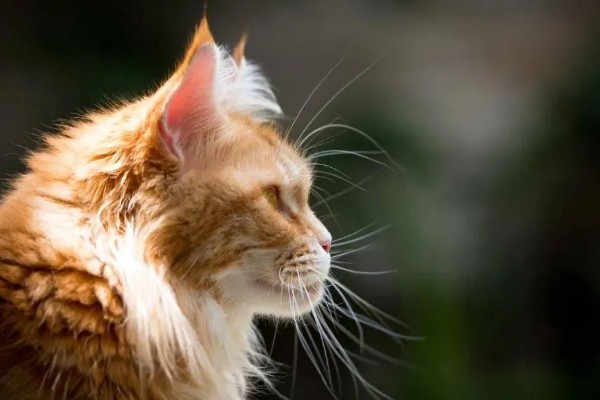 给猫咪剪指甲的方法，要注意不能剪掉血线