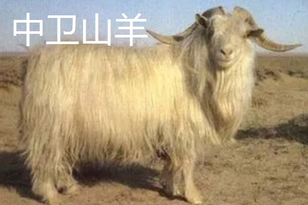 宁夏中卫市的特产,有中宁枸杞、同心圆枣等