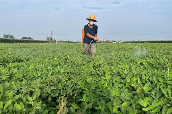 地膜春花生后期如何管理,收获前20天左右喷施叶面肥