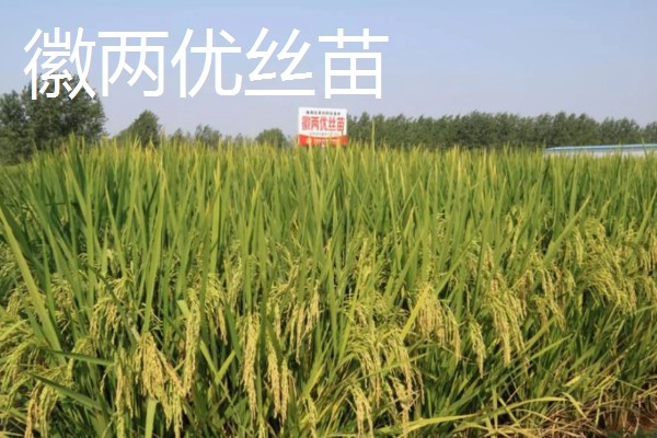 水稻高产且味道好的品种有哪些,徽两优丝苗、荃优822等品种好吃又高产