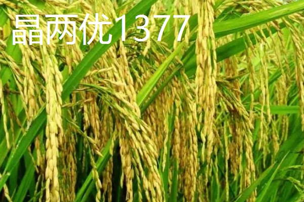 水稻高产且味道好的品种有哪些,徽两优丝苗、荃优822等品种好吃又高产
