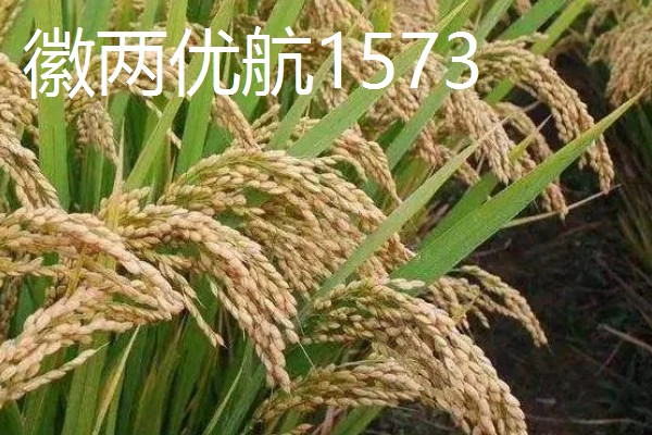 水稻高产且味道好的品种有哪些,徽两优丝苗、荃优822等品种好吃又高产