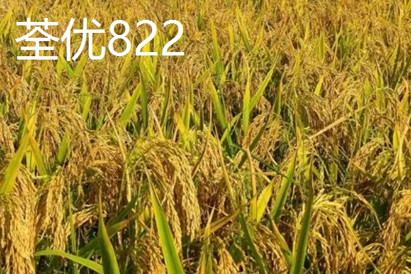 水稻高产且味道好的品种有哪些,徽两优丝苗、荃优822等品种好吃又高产
