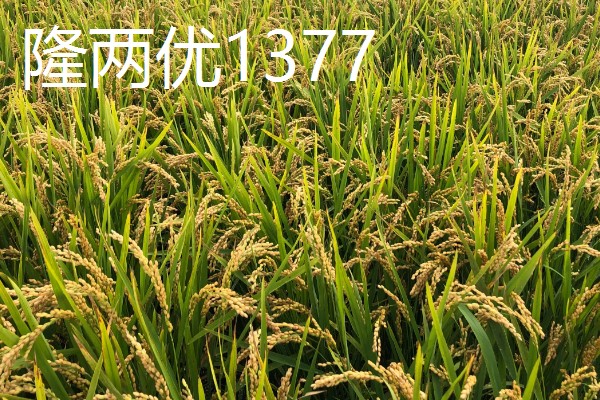水稻高产且味道好的品种有哪些,徽两优丝苗、荃优822等品种好吃又高产