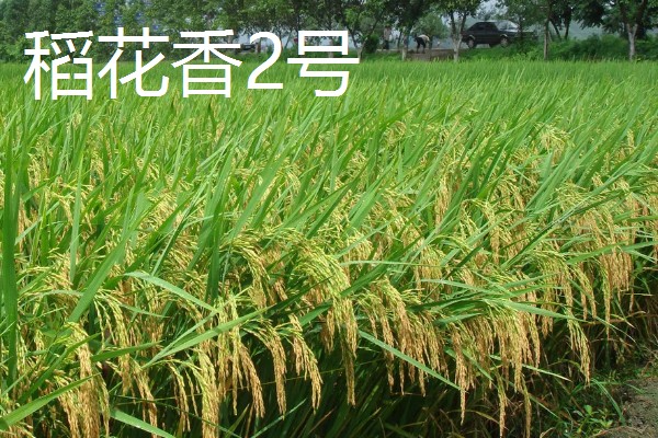 水稻高产且味道好的品种有哪些,徽两优丝苗、荃优822等品种好吃又高产