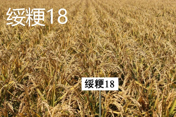 水稻高产且味道好的品种有哪些,徽两优丝苗、荃优822等品种好吃又高产