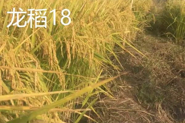 水稻高产且味道好的品种有哪些,徽两优丝苗、荃优822等品种好吃又高产