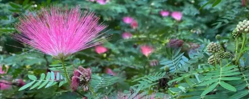 绒花的寓意，寓意和谐相处、荣华富贵等
