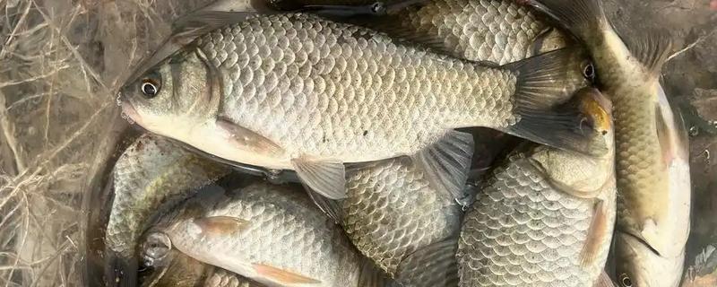 钓鲫鱼的钓点选择，在浅水、向阳处会比较好