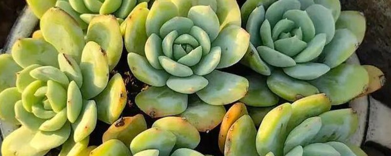 多肉植物怎样种植，生长过程中需要充足的光照
