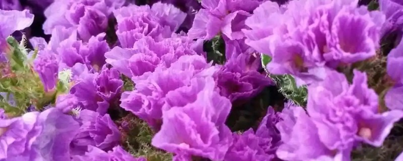 紫色康乃馨的花语，寓意任性、变幻莫测等